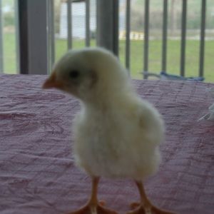 Meet your Posher, Deborah